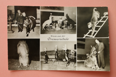 Ansichtskarte AK Hamburg Stellingen 1957 Carl Hagenbeck Tierpark Dressur Schule Pony Pferd Affe Seehunde